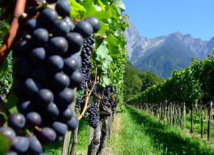 Bild von Weintrauben in Landschaft